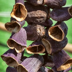 Dried Eggplant , 25 pieces - Thumbnail