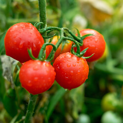 Fresh Cherry Tomato, 17.63oz - 500g - Thumbnail