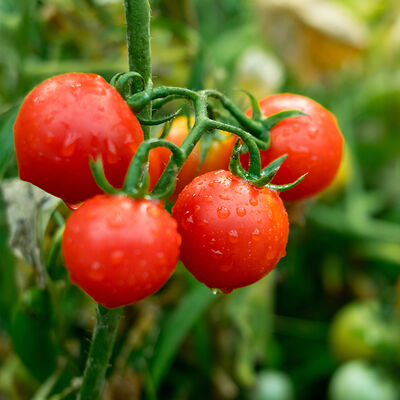 Fresh Cherry Tomato, 17.63oz - 500g - 5