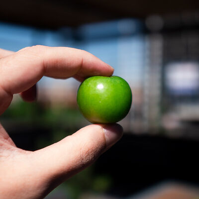 Fresh Green Plum, 17.63oz - 500g - 4