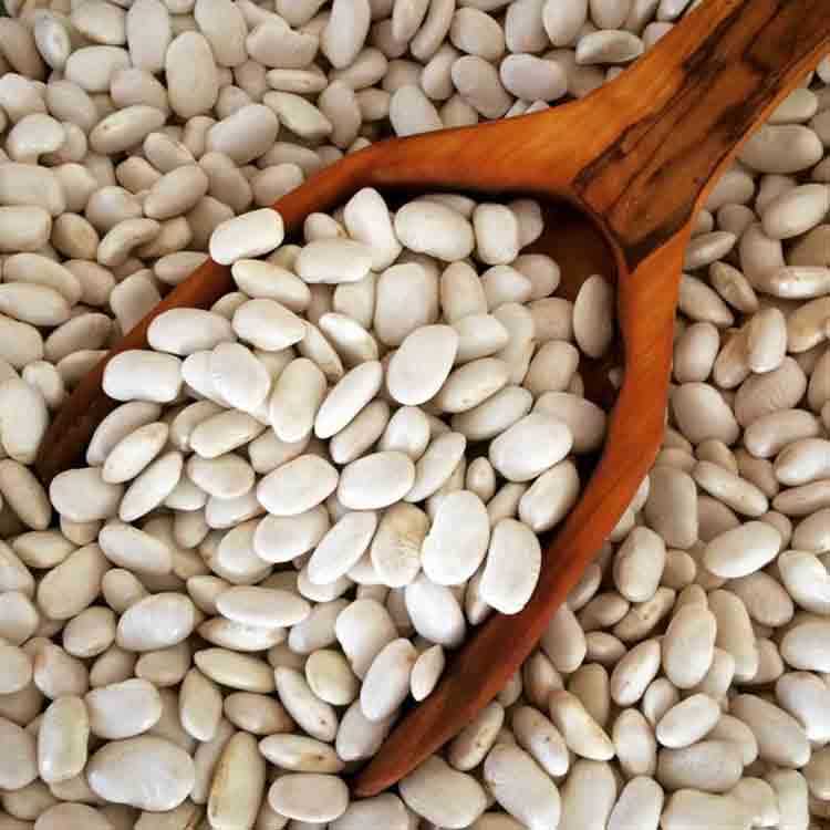 Large Dermason Beans , 1lb - 450g