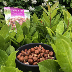 Natural Hazelnut Kernels , 5.3oz - 150g - Thumbnail