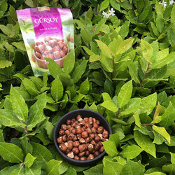 Natural Hazelnut Kernels , 5.3oz - 150g - Thumbnail
