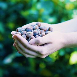 New Harvested Raw Hazelnut, 500g - 1.1lb - Thumbnail