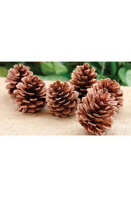 Pine Cone 8 Piece Cone Natural Cone Decorative Cone Ornamental Cone 00214ÇK - 1