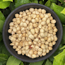 Roasted Pıccolo Hazelnut Kernels , 5.3oz - 150g - Thumbnail